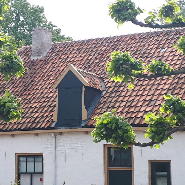 Leilinden of een haag