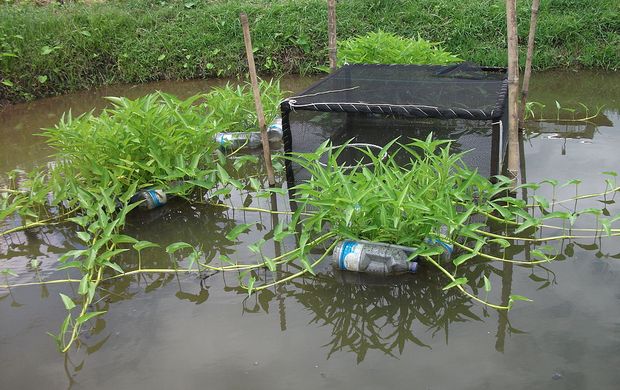 Aquaponic in het water