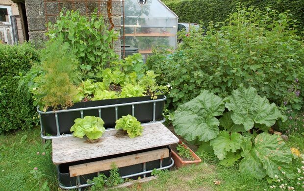 Aquaponic bij moestuin